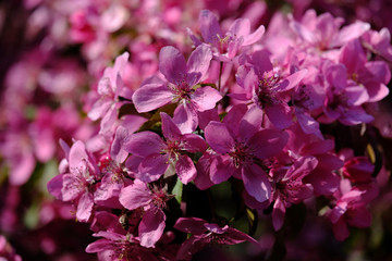 A branch of a flowering Apple tree with bright pink flowers on a bright Sunny day.