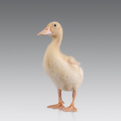 duckling