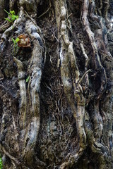 Tronc d'arbre avec lierre racines de lierre