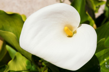 Fototapeta na wymiar One beautiful white Calla lily in the garden in natural condition, close up