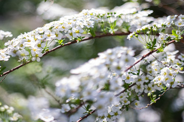 On the branch spirea bloomed many small flowers . Texture or background.
