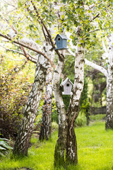 Butka dla ptaków. Brzozy w ogrodzie © Beenis