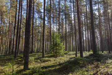 young spruce grows among the pines