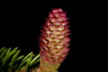 Young cones of an European spruce