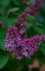 lilac flowers on a blurred background of green foliage.