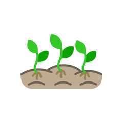 plants in the ground