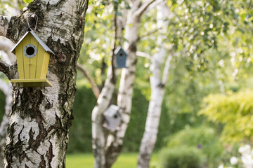Butka dla ptaków zawieszona na brzozie w ogrodzie. Dekoracja w ogrodzie