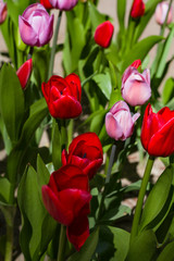 Fototapeta premium flower bed with large bright multicolored tulips lit by the sun