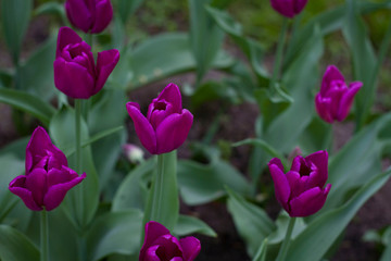 beautiful meadow covered with lots of tulips on a blurred background of flowers.