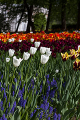 beautiful meadow covered with lots of tulips on a blurred background of flowers.