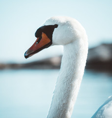 A curious swan © NGA Film