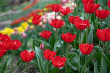 red tulips bloom on a Sunny day in the Park on a background of green leaves