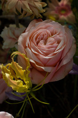 beautiful large roses close-up on a blurred background.