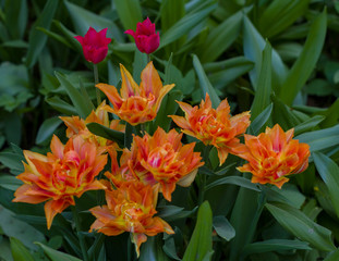 Fototapeta premium a large glade dotted with multicolored tulips lit by the bright sun.
