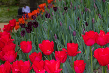 red tulips bloom on a Sunny day in the Park on a background of green leaves