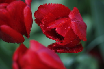 Naklejka premium Red flowers