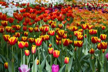 Obraz premium field with large bright multicolored tulips lit by the sun.