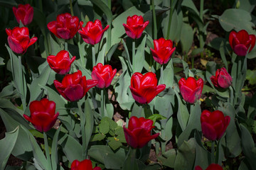 a large glade dotted with multicolored tulips lit by the bright sun.