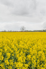 yellow oilseed field agriculture business