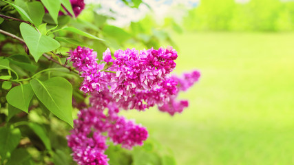 Obraz premium blooming lilac bush in the park. background with branches of blooming lilac. spring background with branch of lilac.