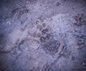 vignetted dog paw prints in the soft dirt. background, natural.
