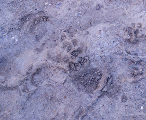 dog paw prints in the soft dirt. background, natural.