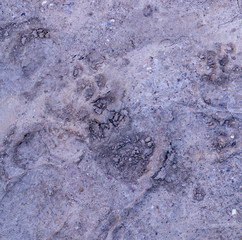 dog paw prints in the soft dirt. background, natural.