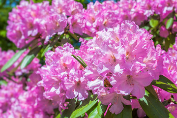 Large flowering rhododendrons in the home garden.