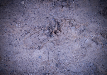 vignetted dog paw prints in the soft dirt. background, natural.