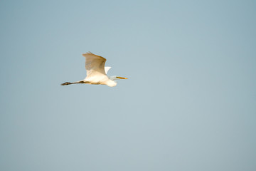 Great Egret flying flying soaring