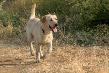 Yellow Labrador Retriever dog running along ditch