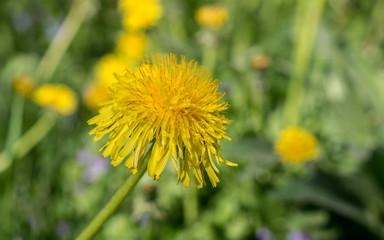 yellow dandelion flowers on grass at summer. close-up, nature.