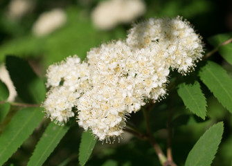 Beautiful white flowering shrub Spirea aguta. nature, botanical.