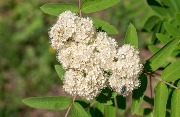 Beautiful white flowering shrub Spirea aguta. nature, botanical.