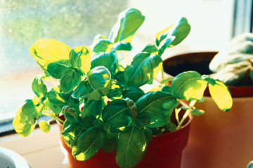 organic provencal herb plant basil Ocimum basilicum in plastic red pot, seedlings gardening on the window with hard shadow and sun rays in the kitchen fresh greens