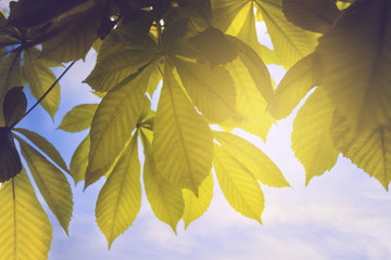 chestnut leaves on the branches close up and the sun's rays. background with chestnut leaves in the sun.