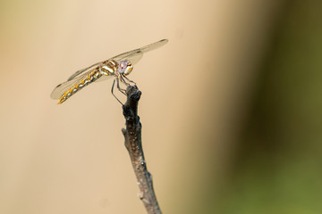 Orange yellow dragonfly clinging to a small twig.