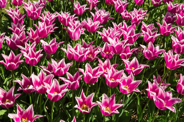 Purple and white spring tulips blooming in a garden