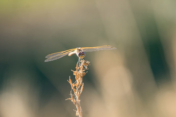 Obraz na płótnie Canvas Orange yellow dragonfly clinging to a small twig.
