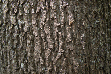 Tree bark texture