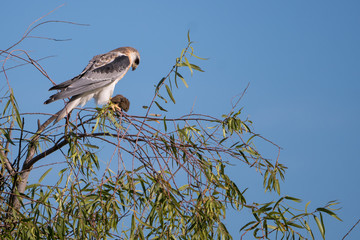 white tailed kite with prey in its talons