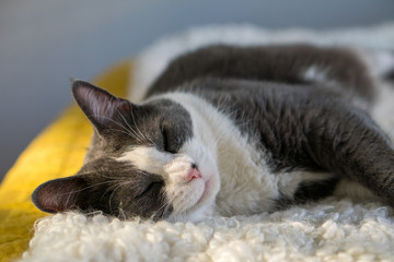 gray white cat sleeping on mattress bed
