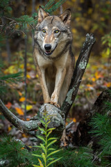 Grey Wolf (Canis lupus) Stands on Top of Roots Autumn