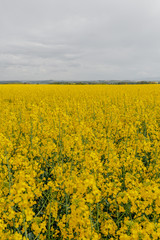 yellow oilseed field agriculture business