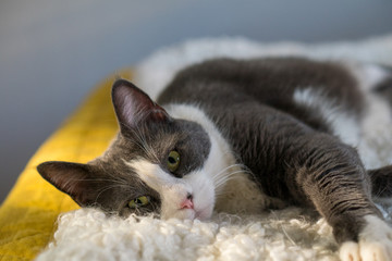 gray white cat sleeping on mattress bed