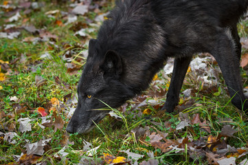 Black Phase Grey Wolf (Canis lupus) Nose to Ground Autumn