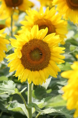 Obraz premium Sunflower