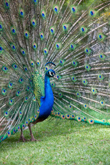 Obraz premium Peacock with all its colors