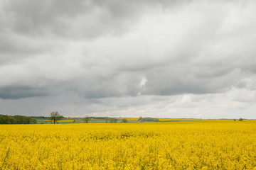 yellow oilseed field agriculture business