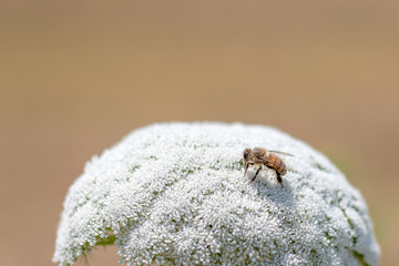 Honey be on large white flower